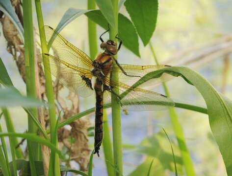 Image of eurasian baskettail