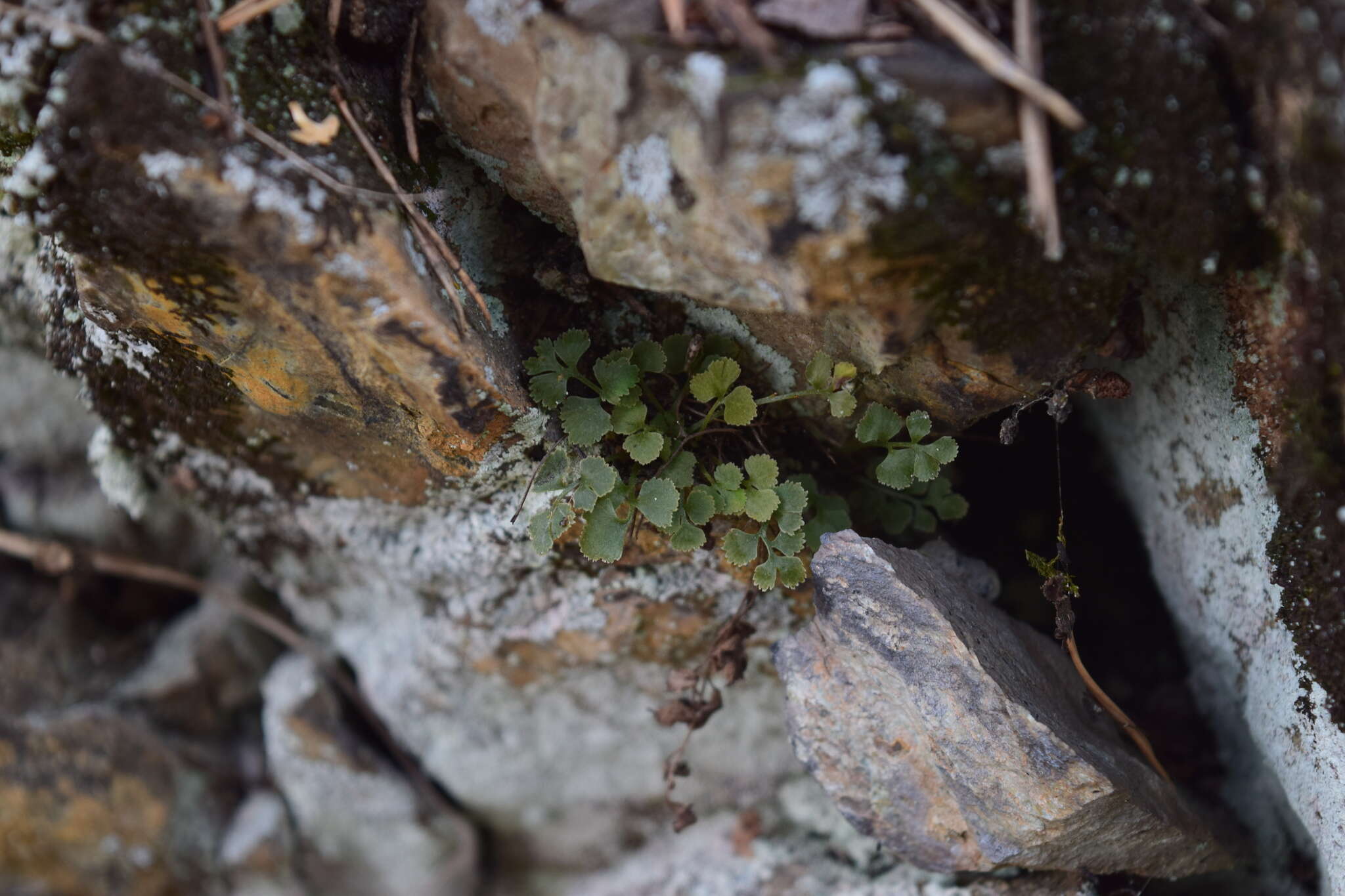 Image of Wall-rue