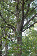 Image of bastard white oak