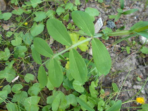 Image of Lathyrus pisiformis L.