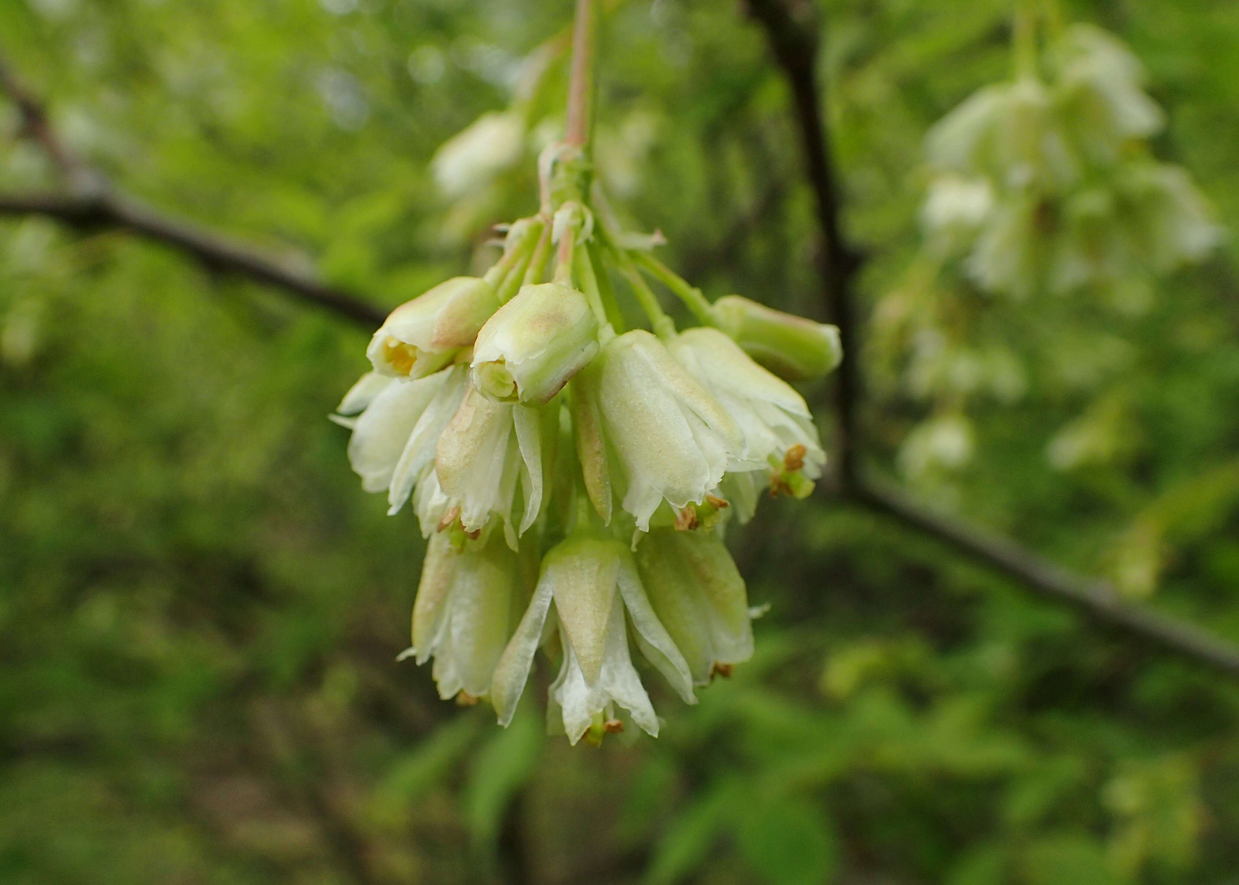 Image of American bladdernut