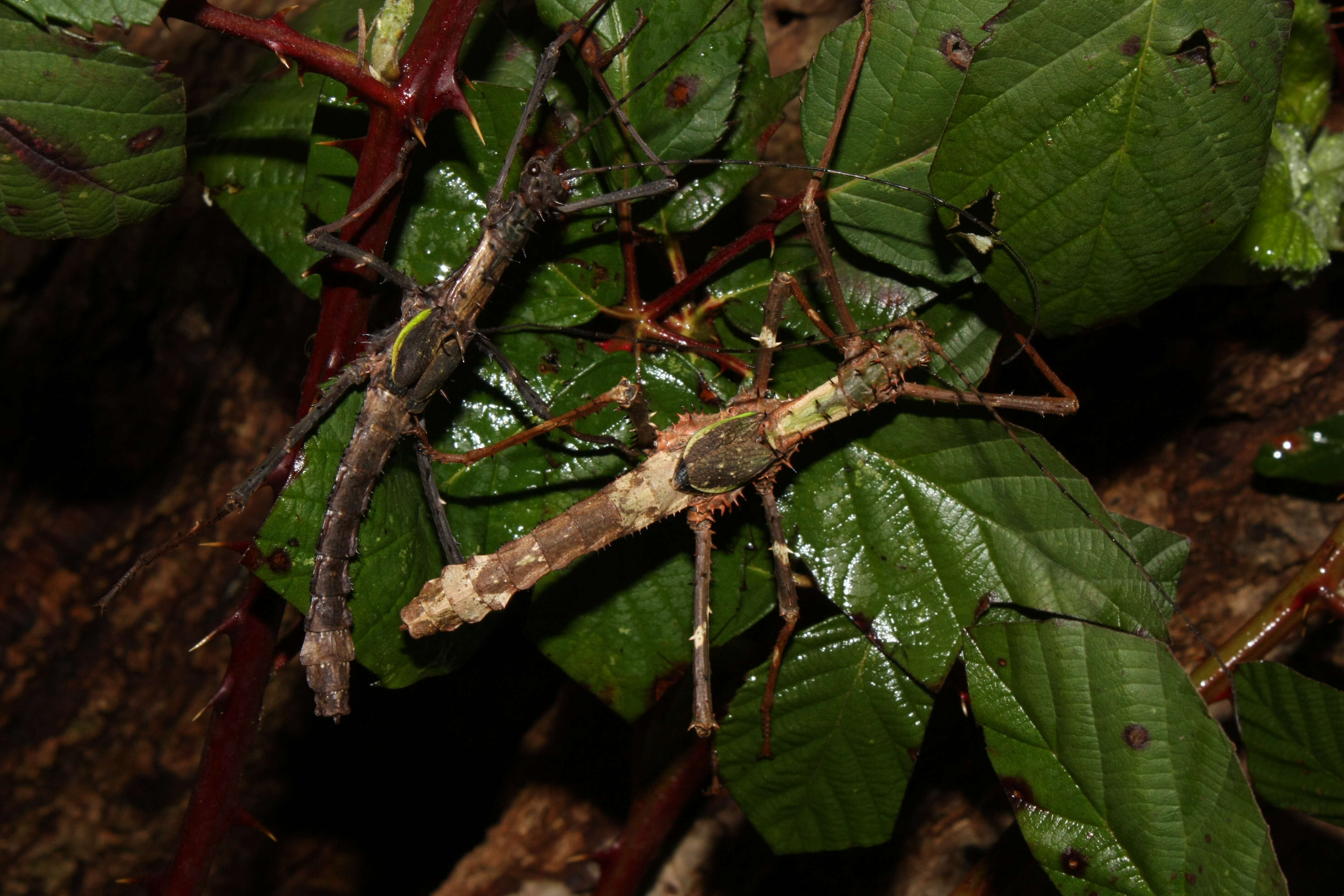 Image of Haaniella erringtoniae (Redtenbacher 1906)