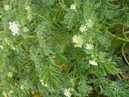 Imagem de Chaerophyllum azoricum Trelease