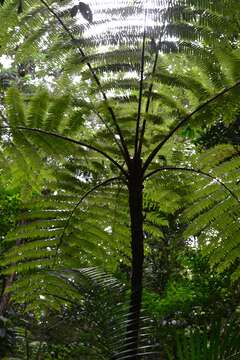 Image of Dicksonia sellowiana (Presl) Hook.