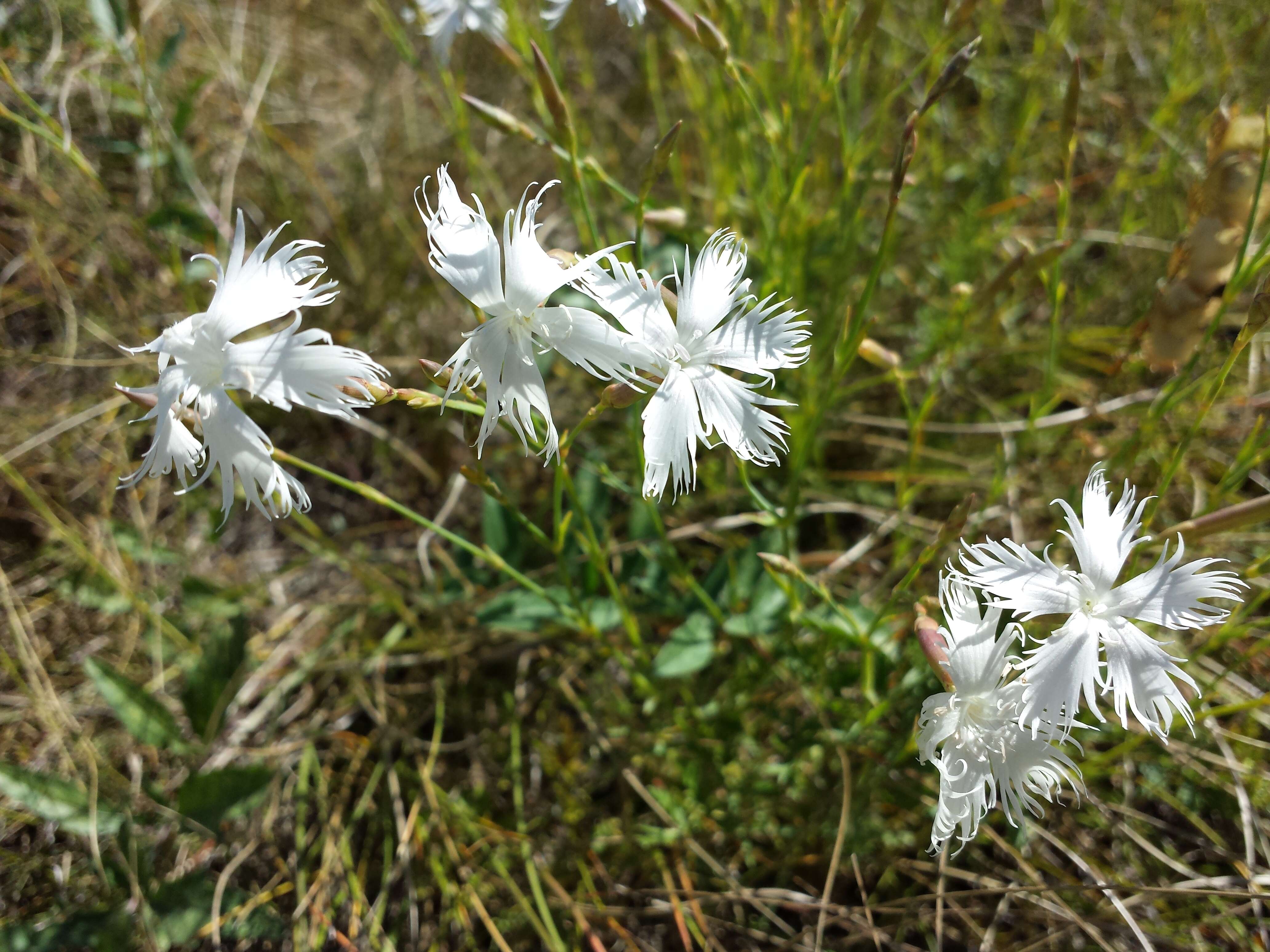 Image of Dianthus serotinus Waldst. & Kit.