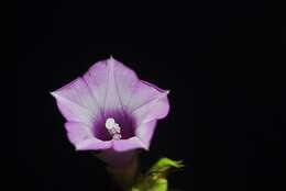 Plancia ëd Ipomoea triloba L.