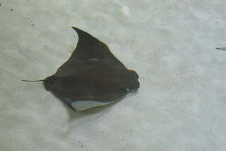 Image of Cownose rays and Flapnose rays