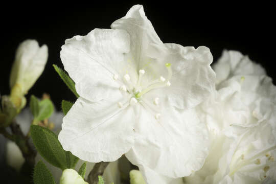 صورة Rhododendron mucronulatum Turcz.