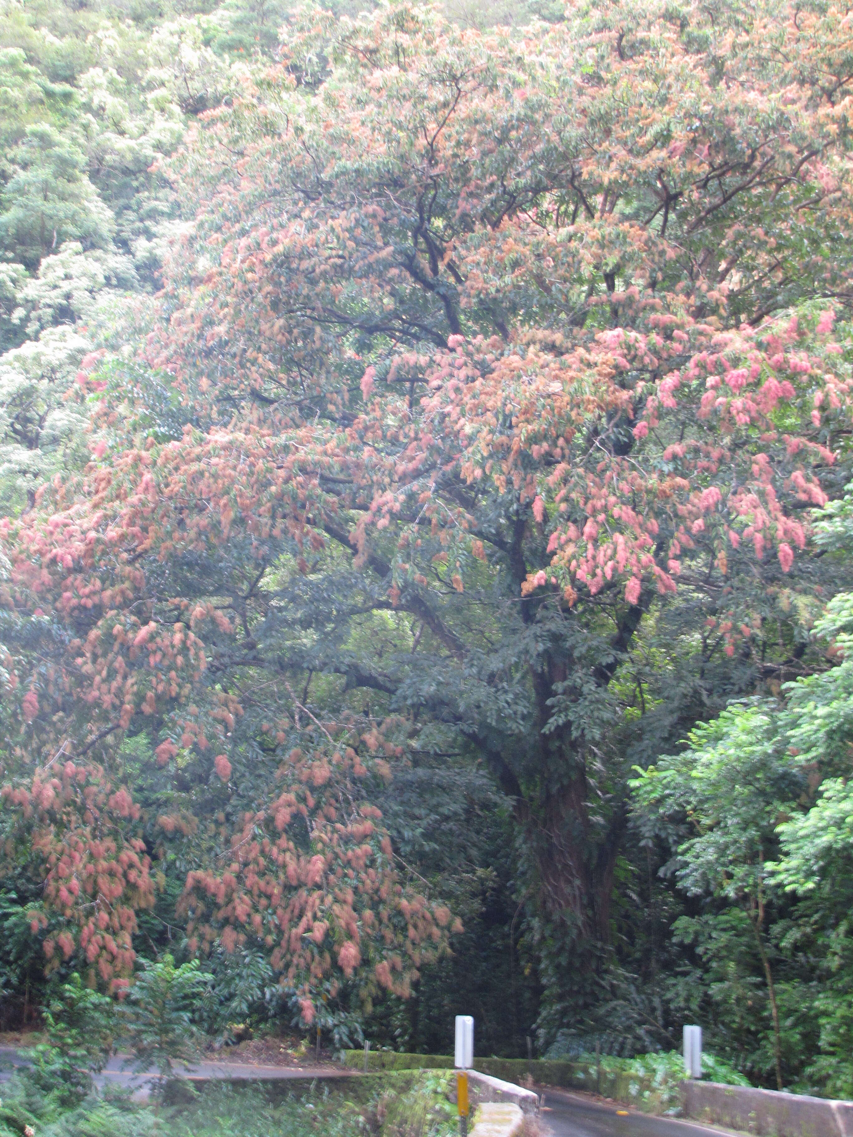 Sivun Terminalia myriocarpa Van Heurck & Müll. Arg. kuva