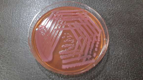 Image of Acinetobacter