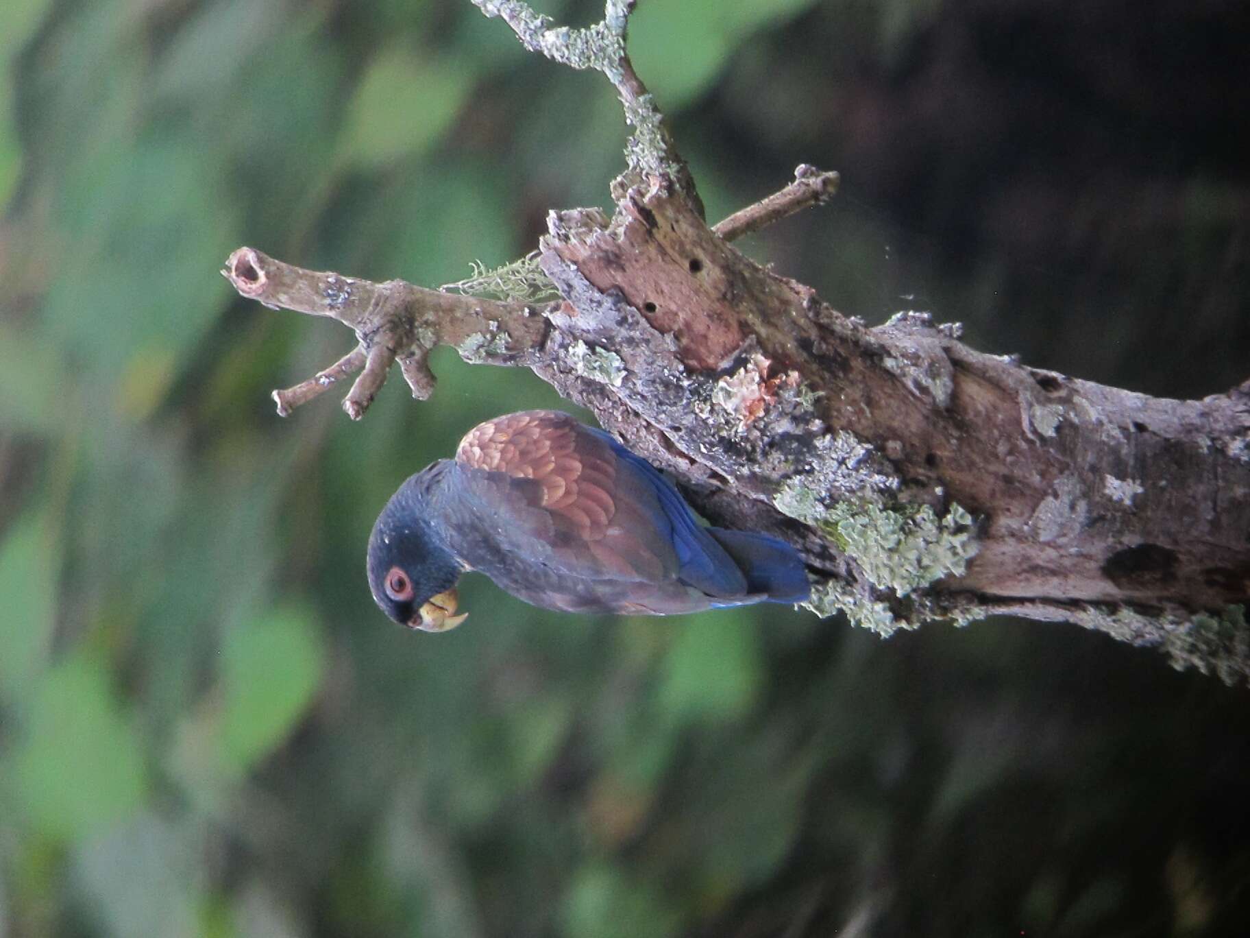 Image of Bronze-winged Parrot