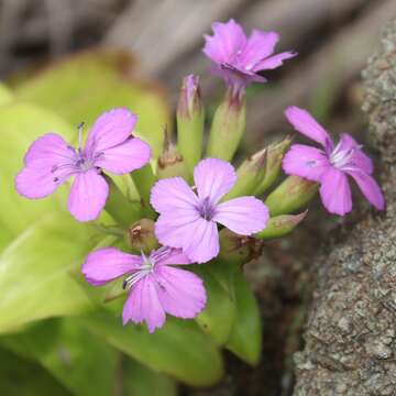 Image of Dianthus japonicus C. P. Thunb. ex A. Murray