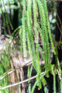 Image of Dacrydium