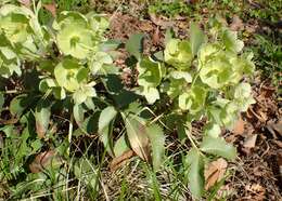 Image of Corsican hellebore