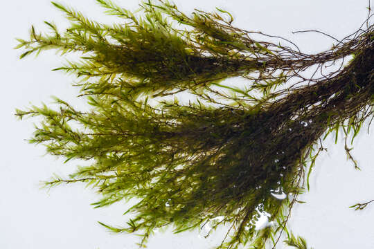 Image of fontinalis moss