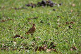 Image of Rufous Hornero