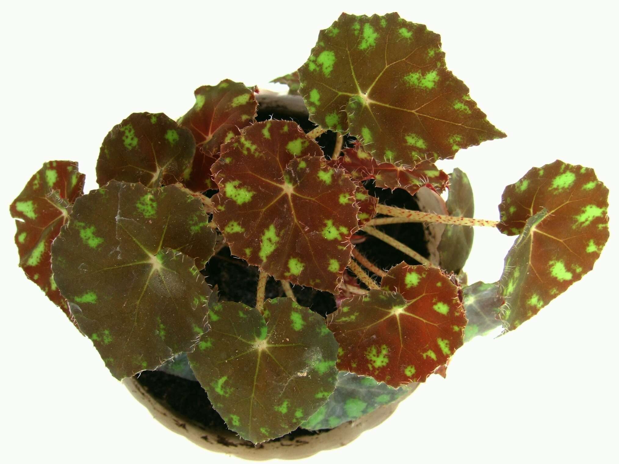 Image of Begonia bowerae Ziesenh.