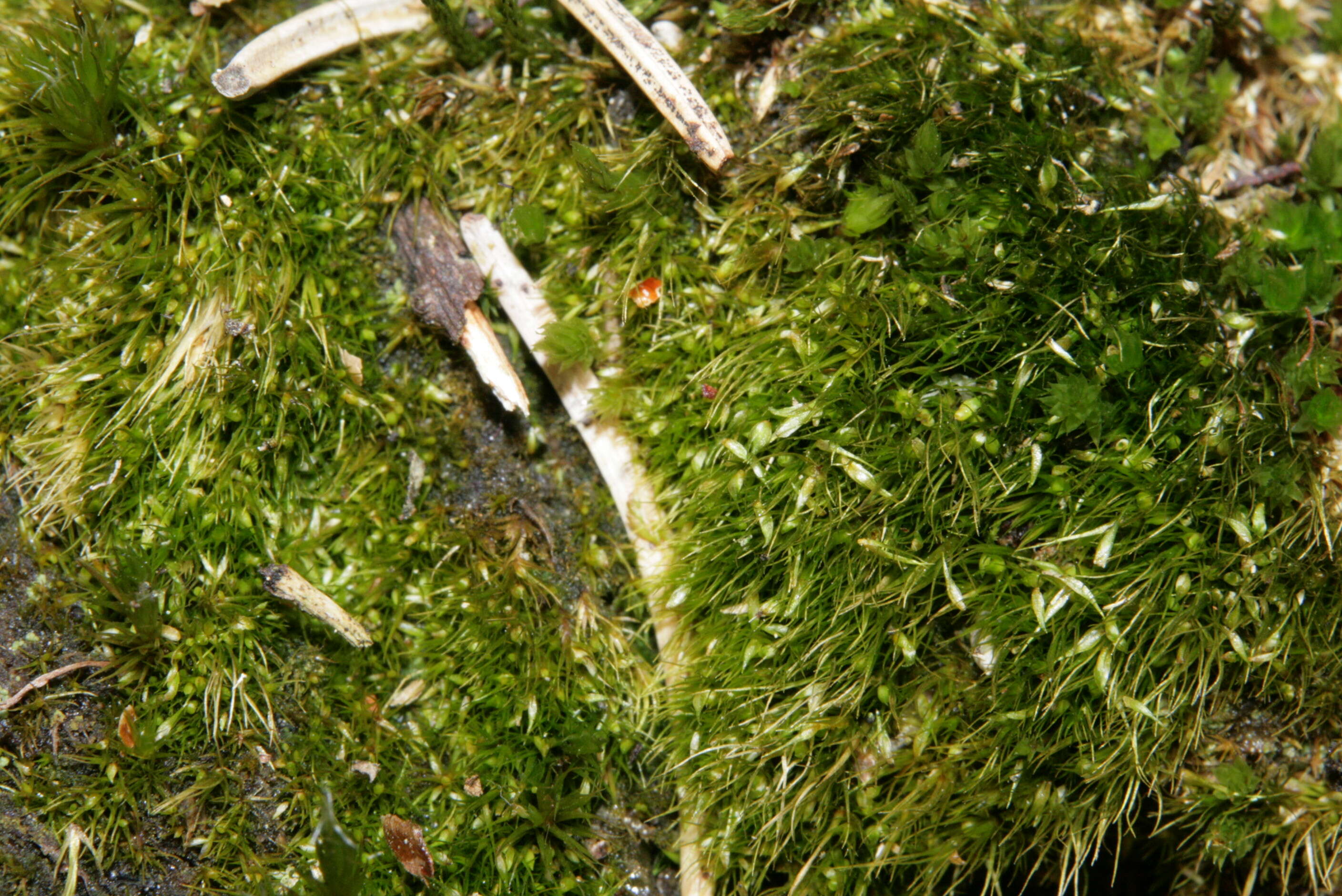 Image of campylopus moss