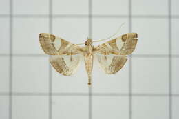 Agrioglypta itysalis Walker 1859 resmi