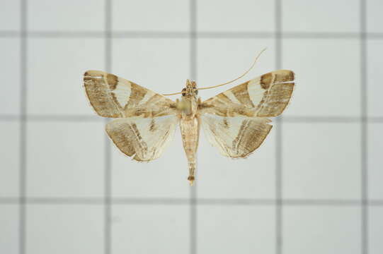 Sivun Agrioglypta itysalis Walker 1859 kuva