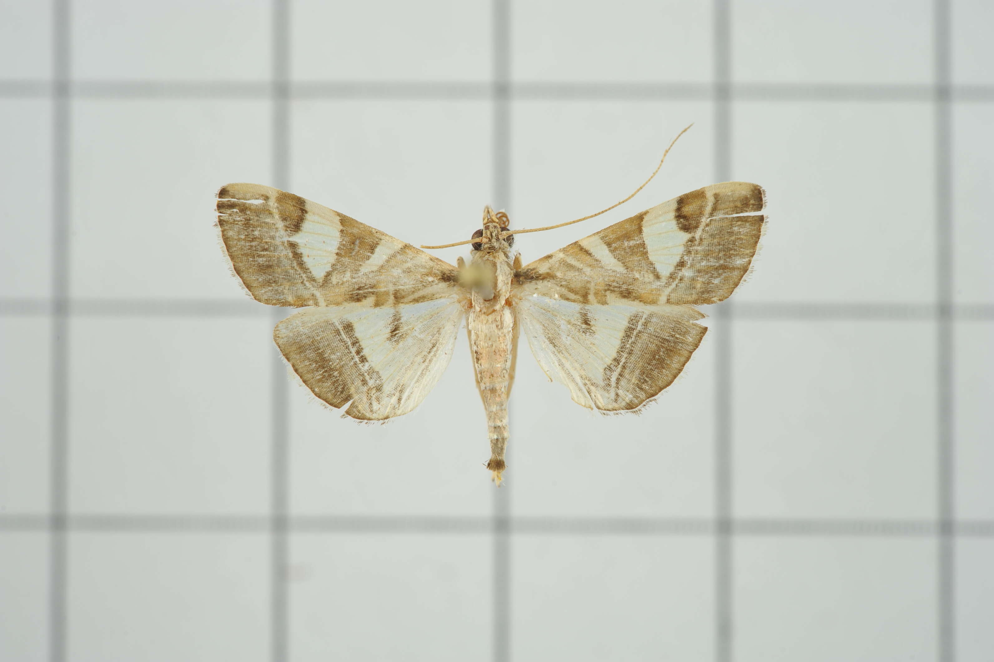 Sivun Agrioglypta itysalis Walker 1859 kuva