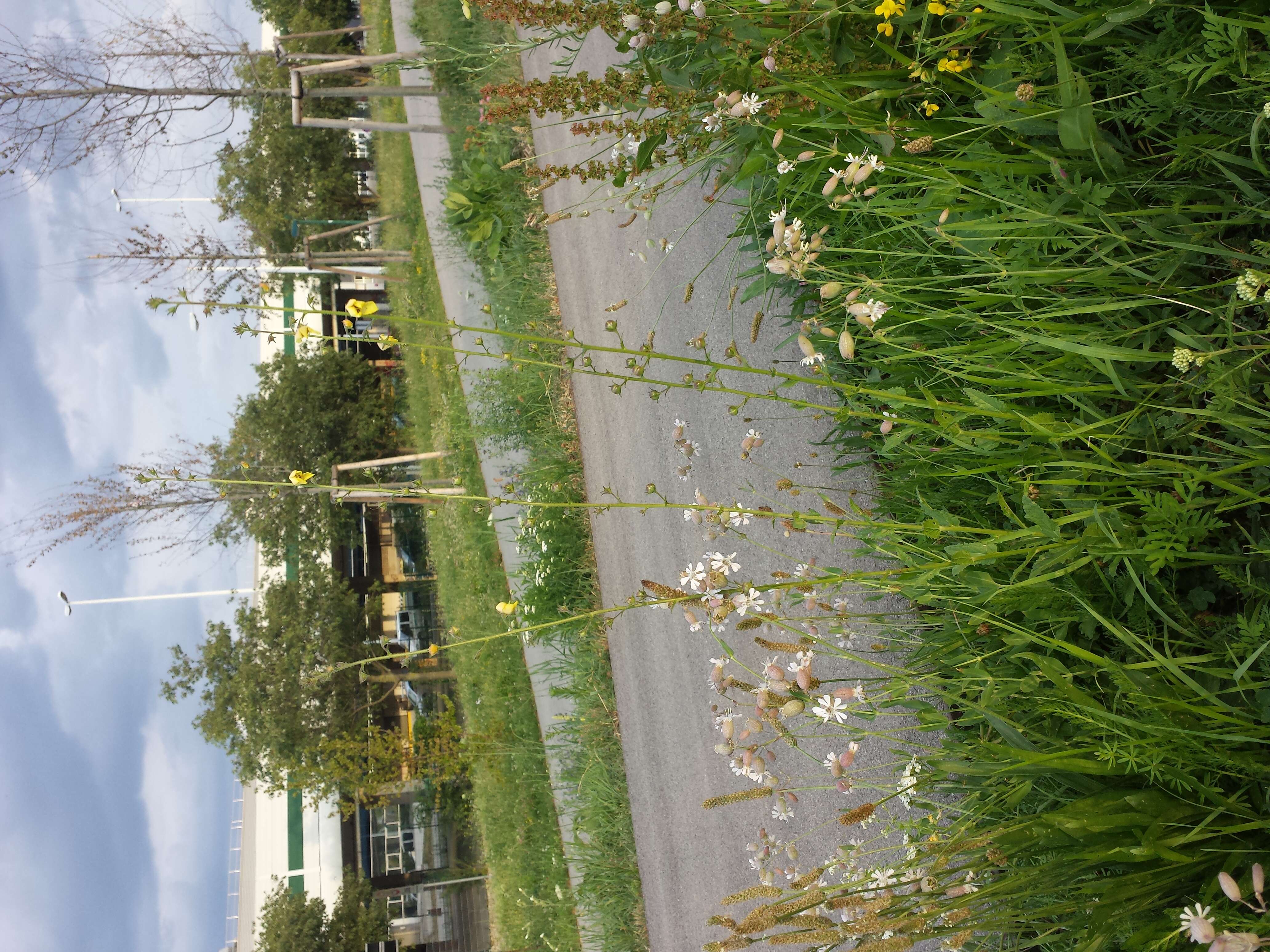 Imagem de Verbascum blattaria L.