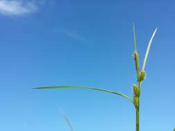 Image of Carex viridula