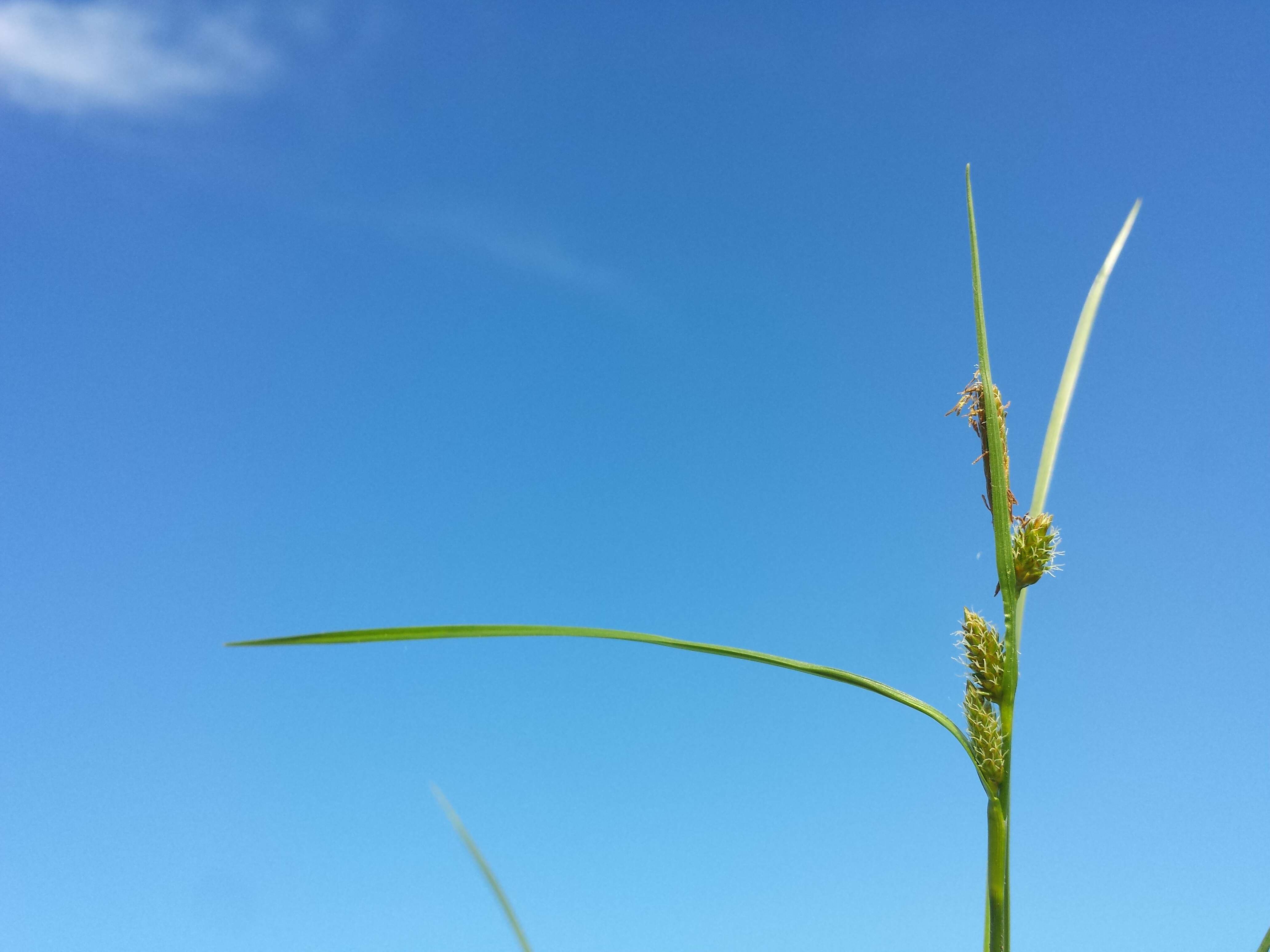 Image of Carex viridula