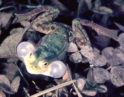 Image de Petite grenouille verte