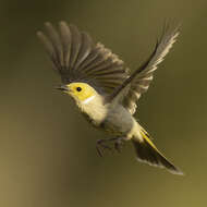 Image of White-plumed Honeyeater