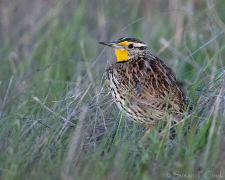 Image of Western Meadowlark