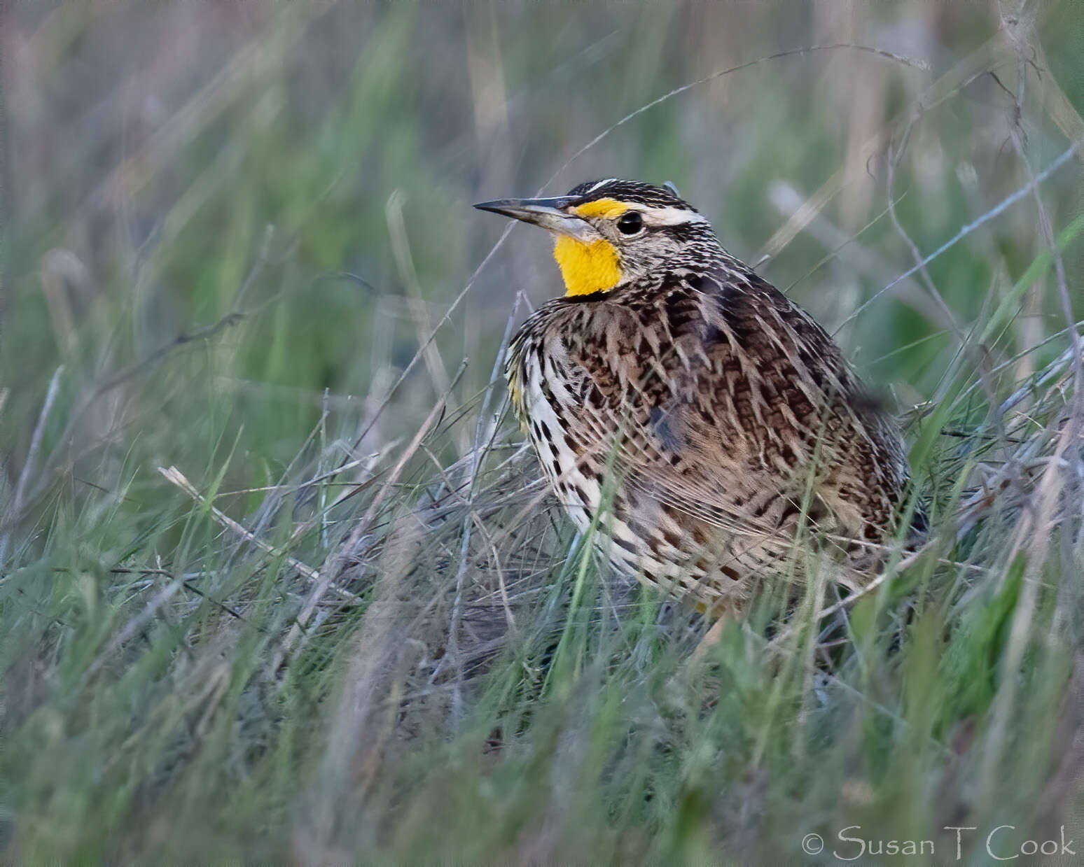 Image of Western Meadowlark