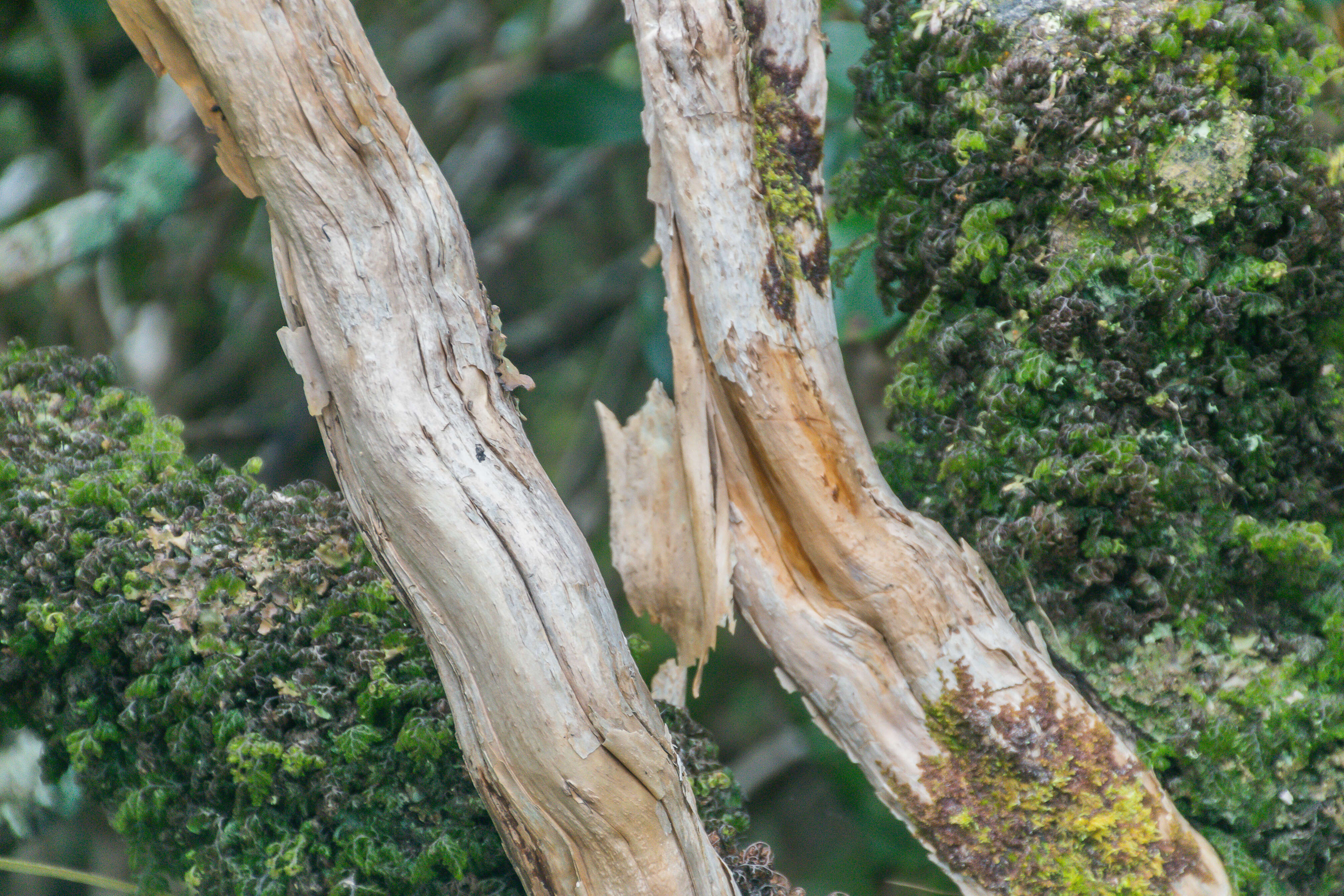 Image of Brachyglottis elaeagnifolia (Hook. fil.) B. Nord.