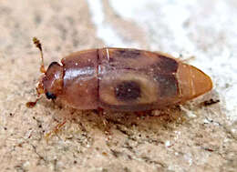 Image of Sap beetle