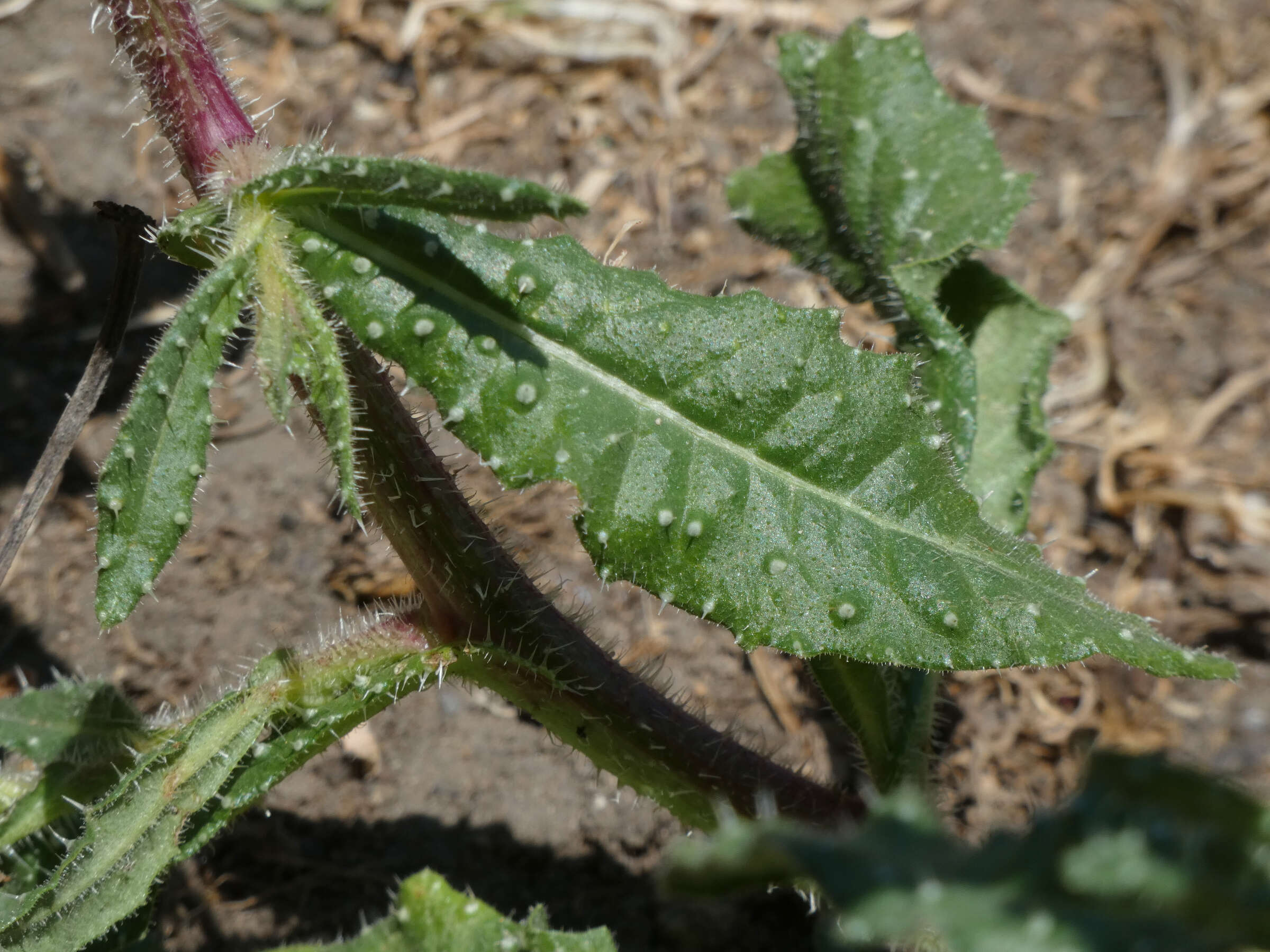 Image of Helminthotheca