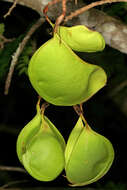 Image of Hottentot's Bean