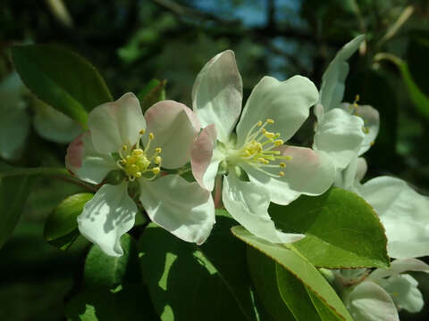 Image of Manchurian crab apple