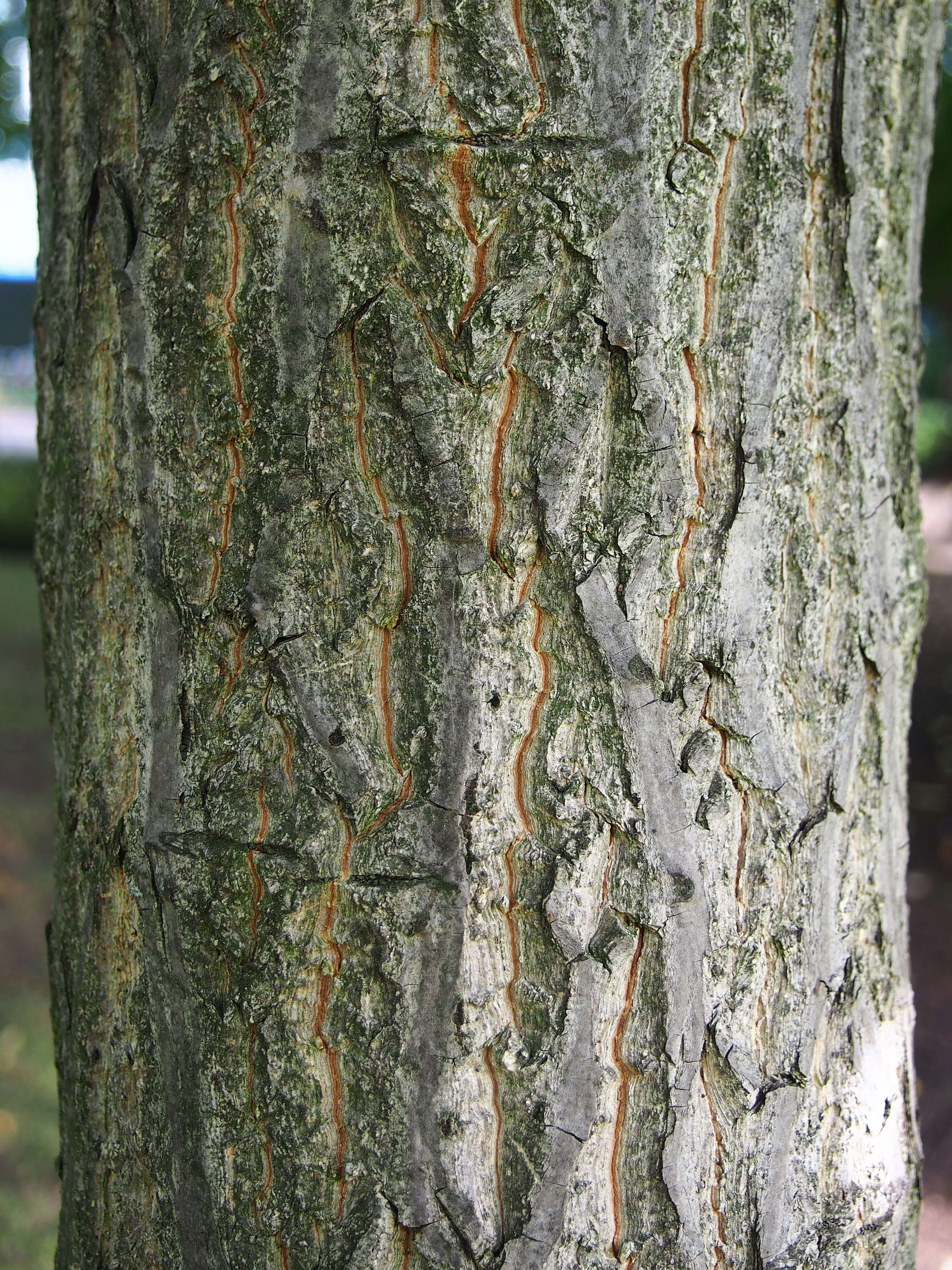 Image of Juglans ailantifolia