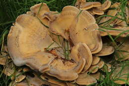 Image de Polypore géant