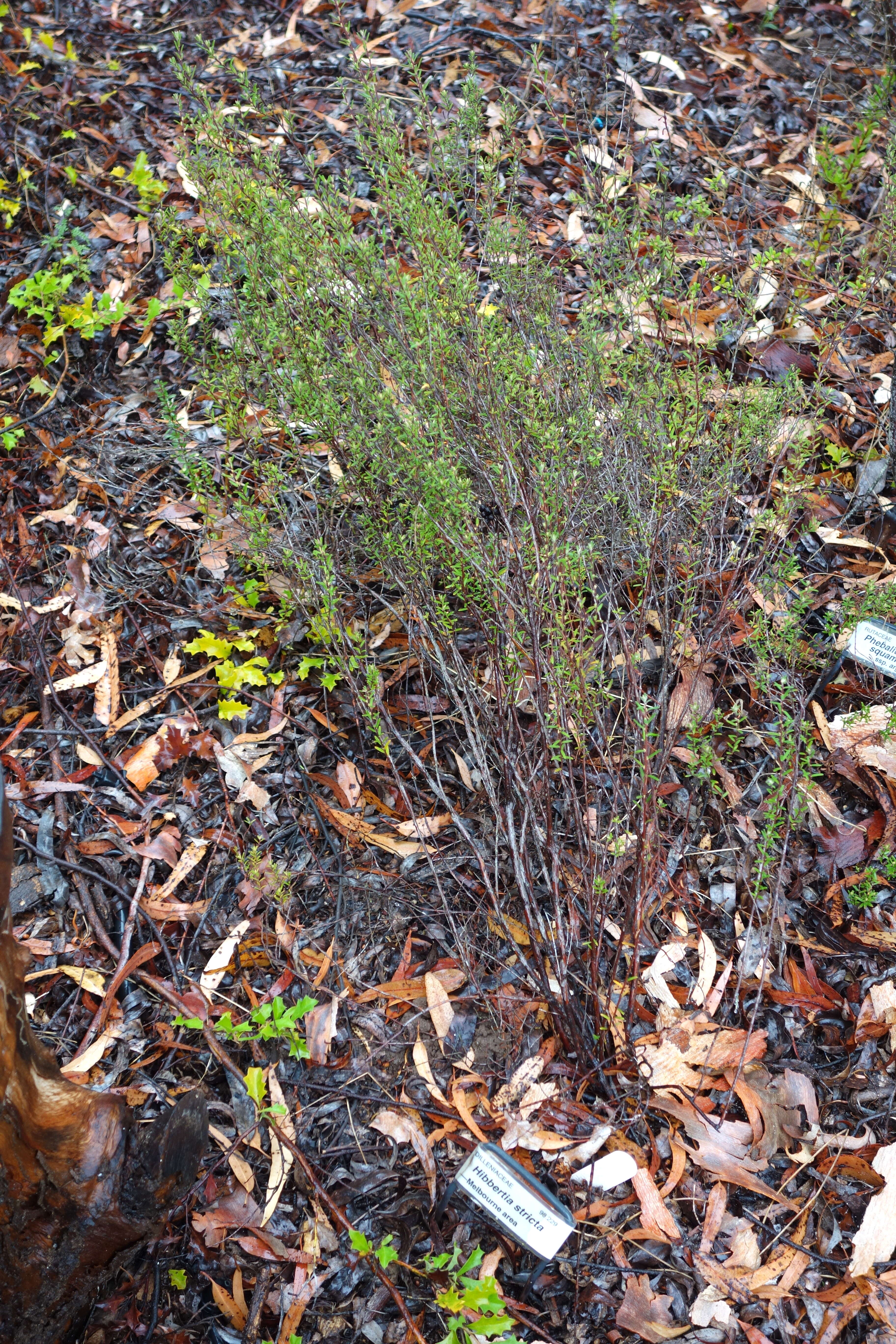 Image of Hibbertia stricta R. Br. ex DC.