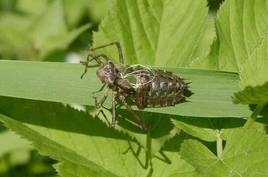 Image of eurasian baskettail