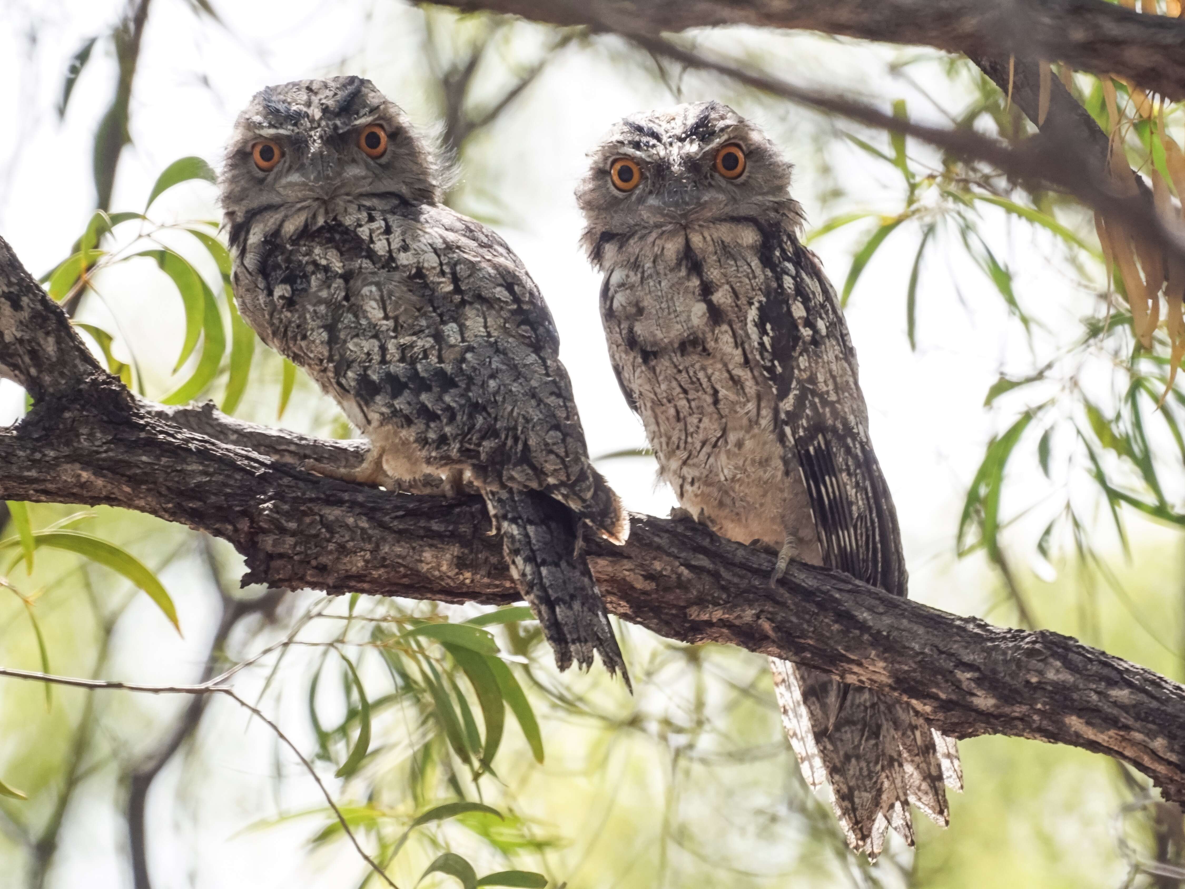 Image of Tawny Frogmouth