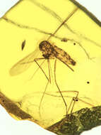 Image of Plasmodium dominicana