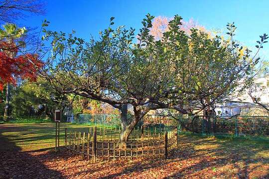 Image of paradise apple