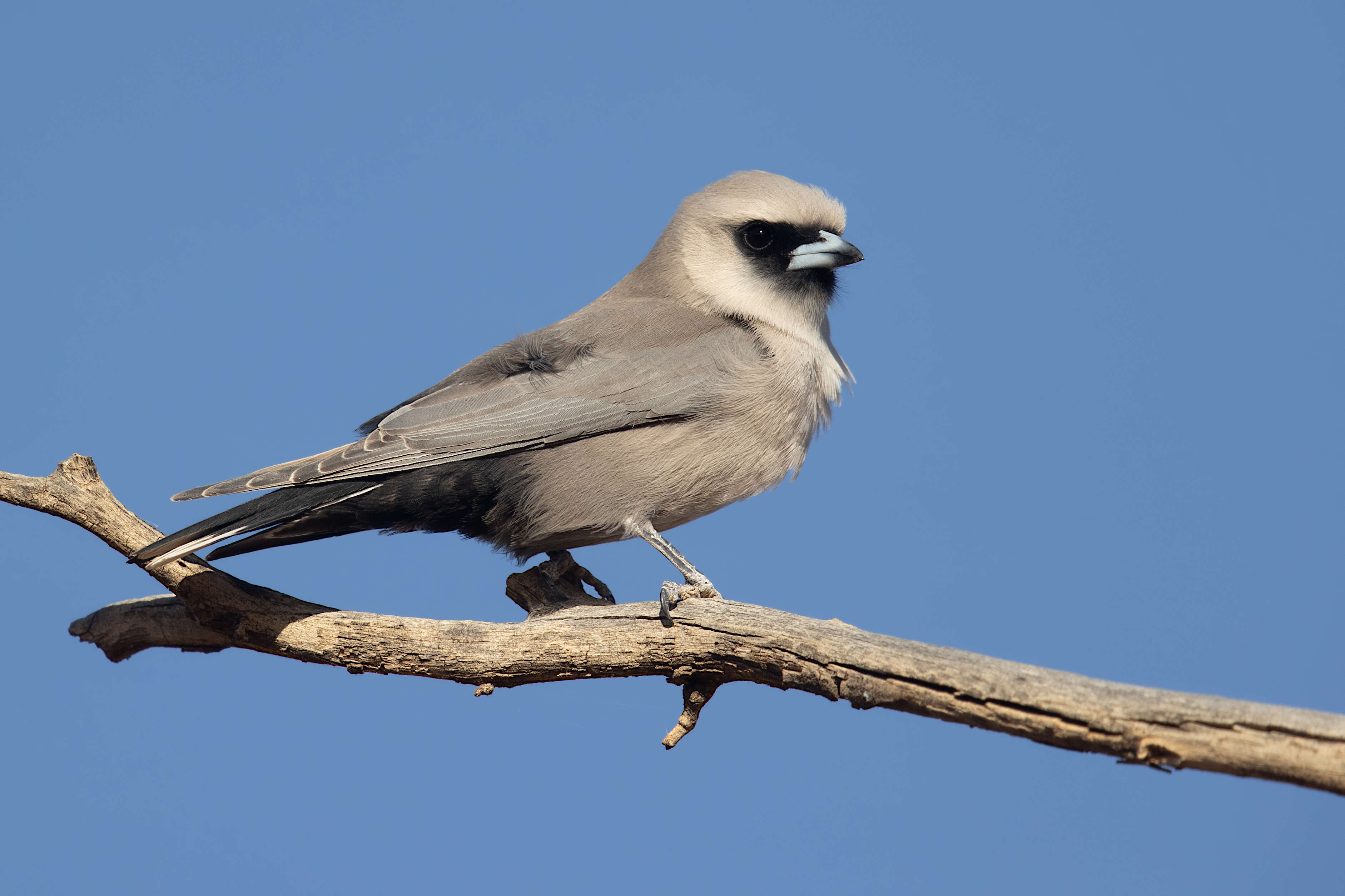 Image of Black-faced Woodswallow