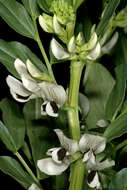 Image of Broad Bean