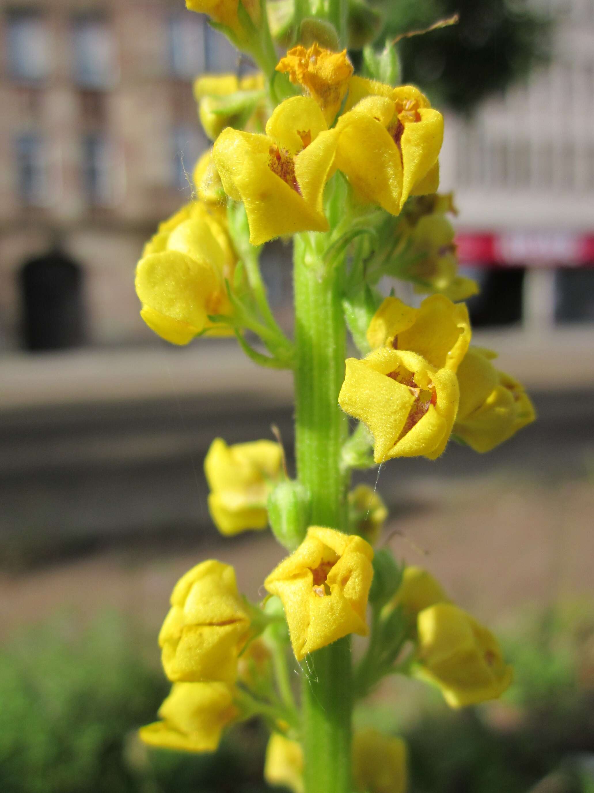 Verbascum nigrum L. resmi