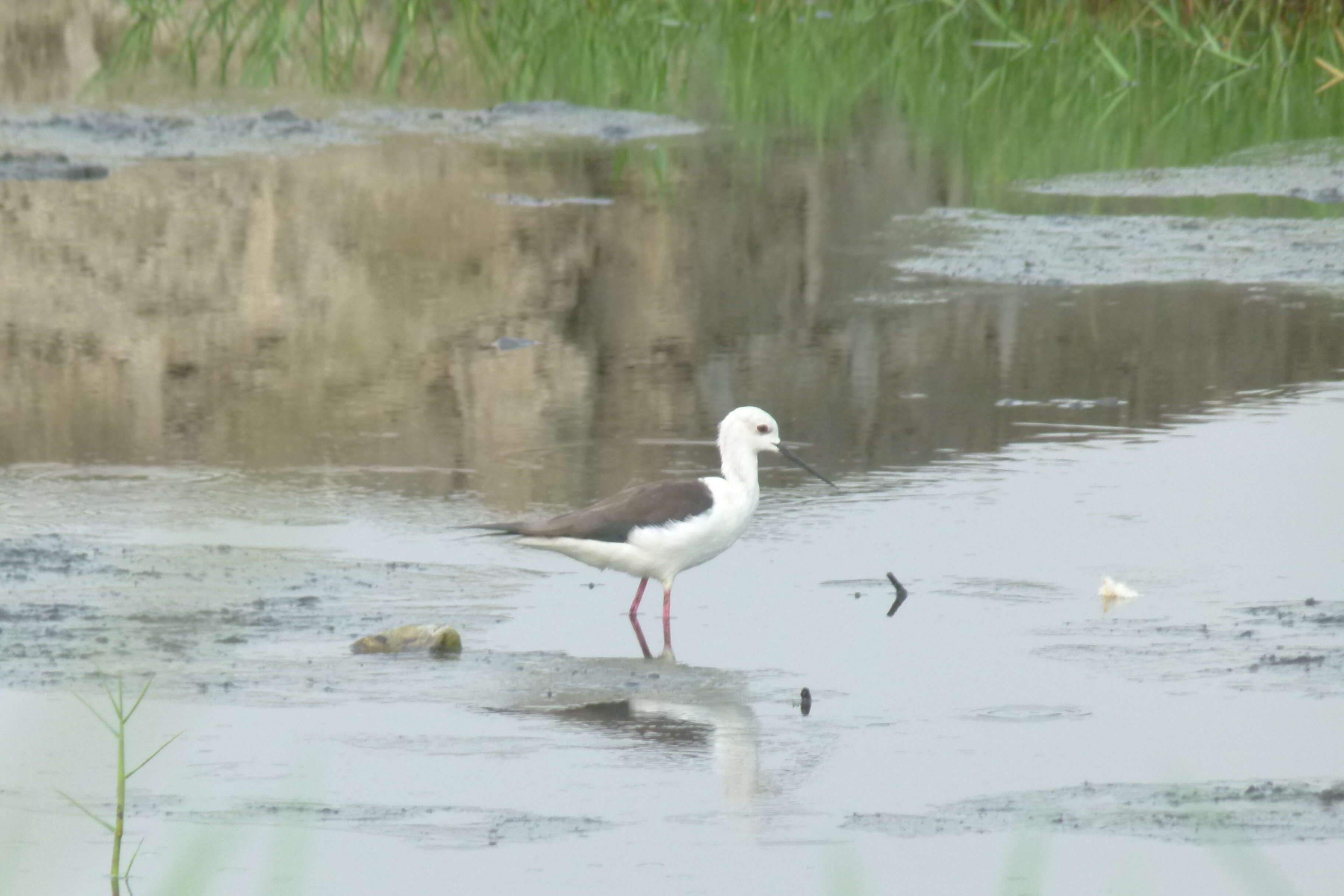 Image of Black-winged Stilt