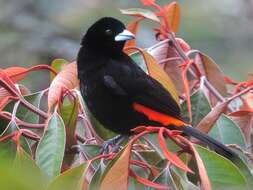 Image of Flame-rumped Tanager