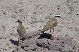 Image of Crowned Lapwing